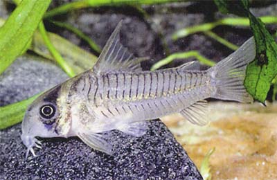 Corydoras sp. C40